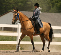 Flat shod Tennessee Walking Horse