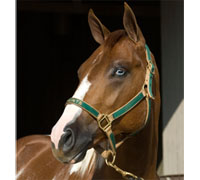 Paint filly Gay Bars Christi to be auctioned at APHA Fall Championship