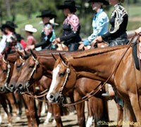 American Quarter Horse show