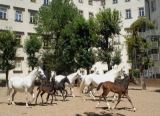 Two female riders passed the entrance exam at the Spanish Riding School