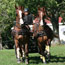 2010 World Equestrian Games- Driving