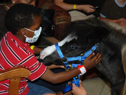 Magic the therapy horse