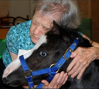 Magic the therapy horse