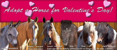 The AHS is offering the abililty to adopt a horse online for kids