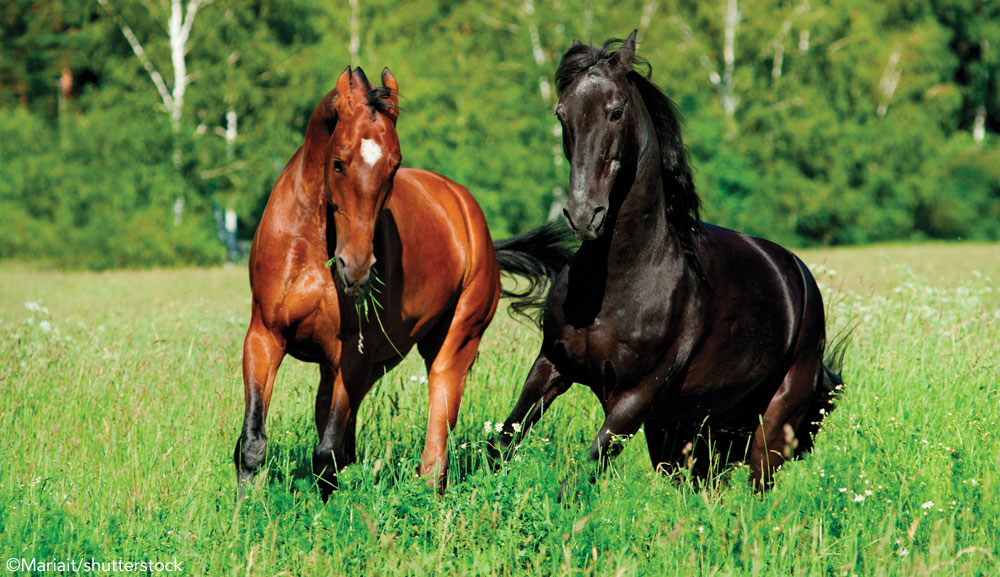 Horses in Pasture