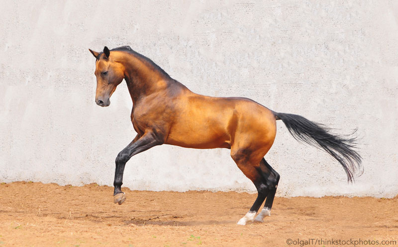 Akhal Teke