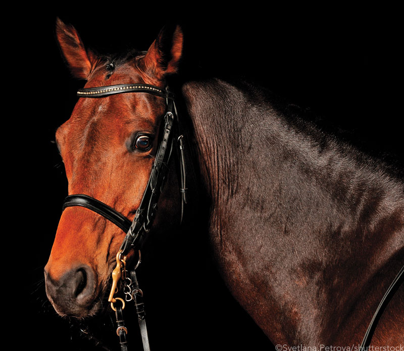 Dressage Horse