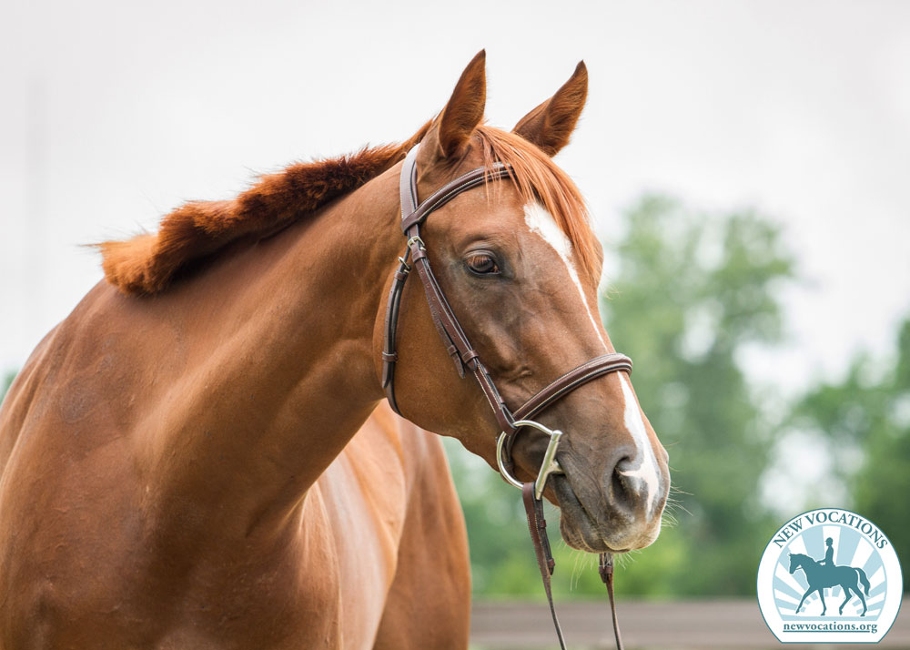 Retired racehorse with kyphosis