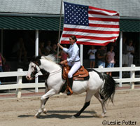 American Paint Horse