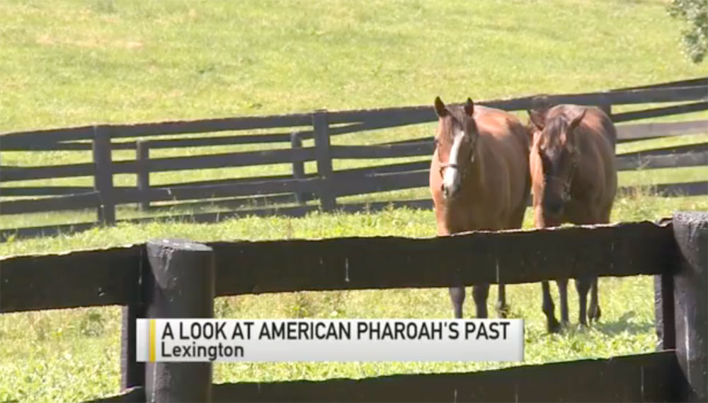 American Pharoah's Past