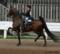 American Saddlebred saddle seat equitation