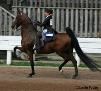 Saddle Seat Equitation