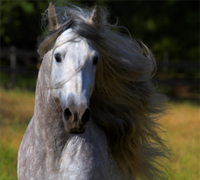 Gray Andalusian horse