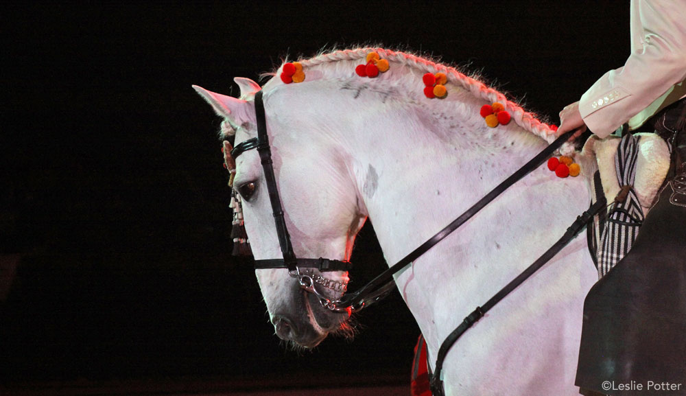 Andalusian Horse