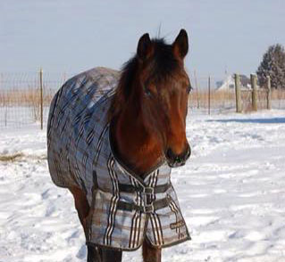 Winter Horses