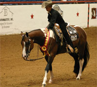 Paint horse world show