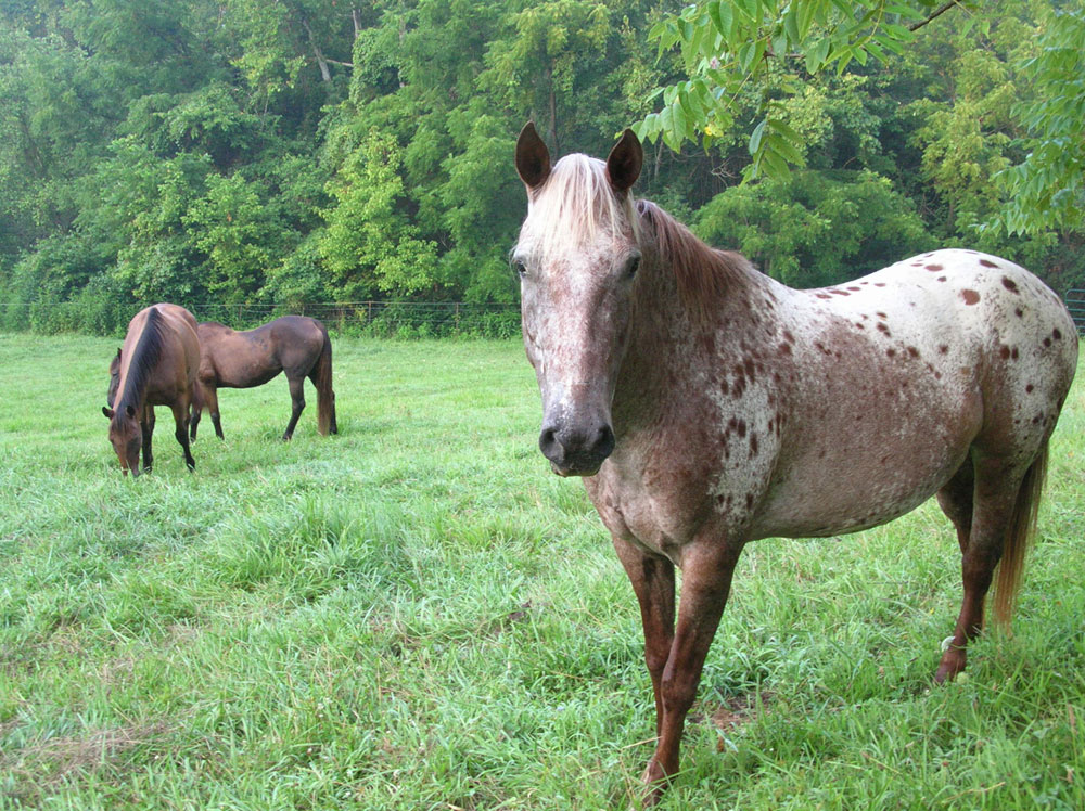 Horse in Field