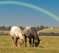 Rainbow horses