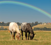 Appaloosa Horses