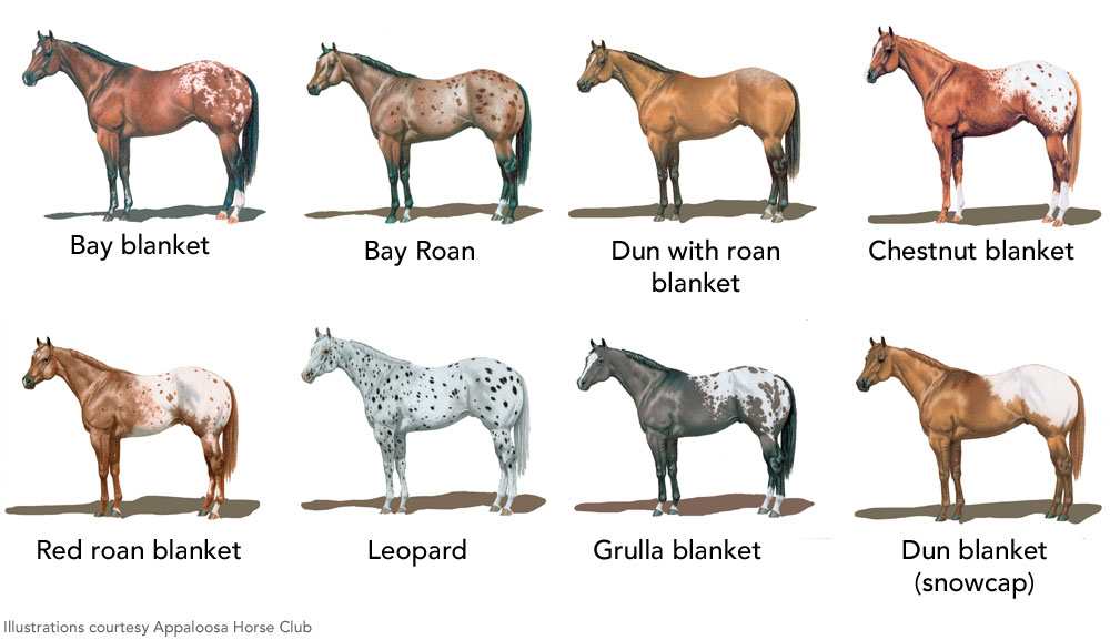 Appaloosa Coat Patterns