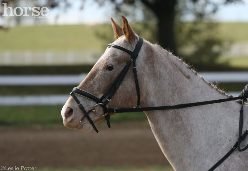 Appaloosa English Bridle