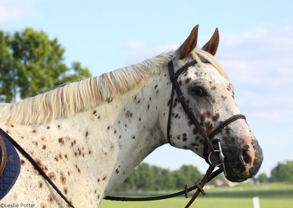 Appaloosa Horse