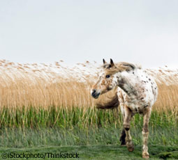 Appaloosa