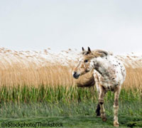 Appaloosa horse