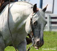 Appaloosa horse