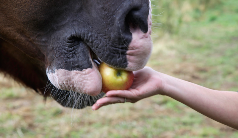 Horse Quiz