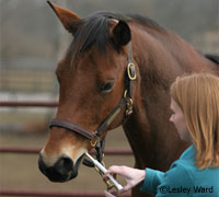 Different worms commonly found in horses and their treatment options