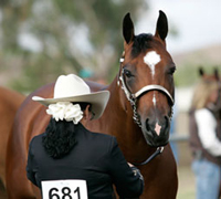 The All-American Quarter Horse Congress is being held in Beulah Park, Ohio