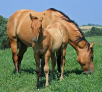 broodmare and foal