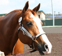 Quarter Horse halter