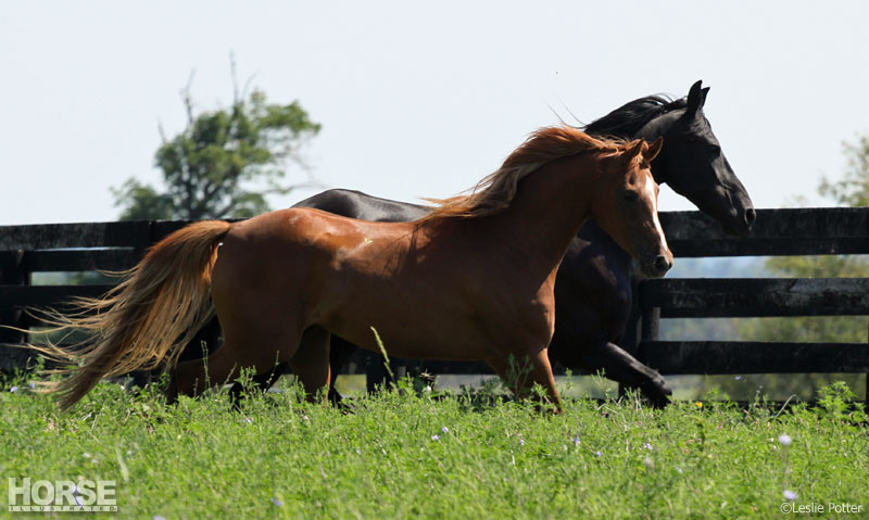 Pair of Horses