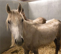 Arabian horses after being seized on cruelty charges