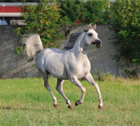 Arabian horse