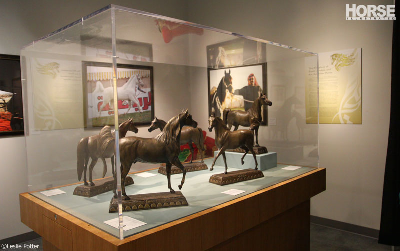 Al-Marah Arabian Horse Gallery