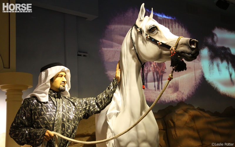 Al-Marah Arabian Horse Gallery