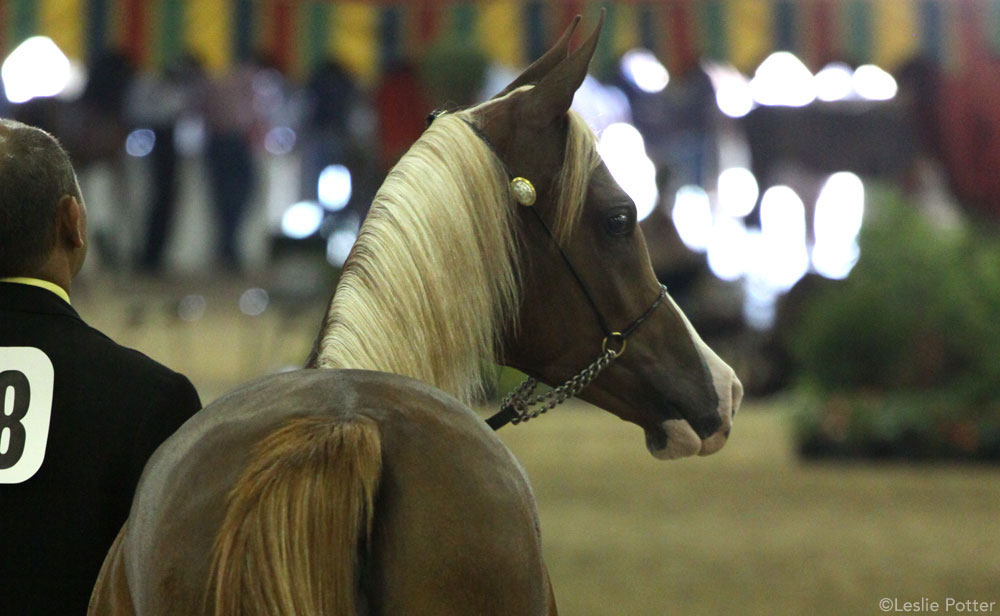 Arabian Halter