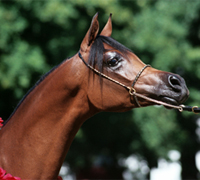 Arabian halter horse