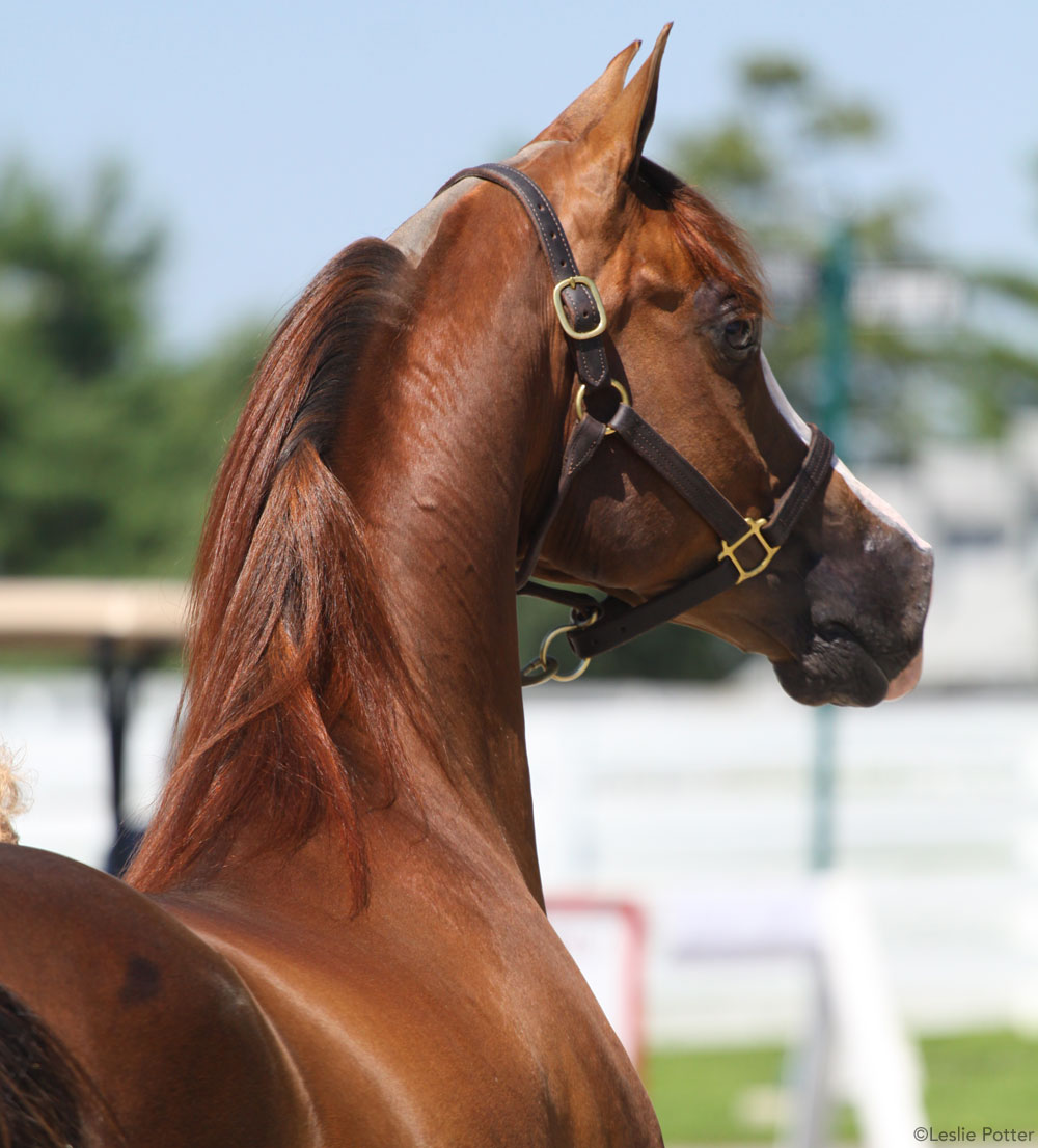 Arabian Horse