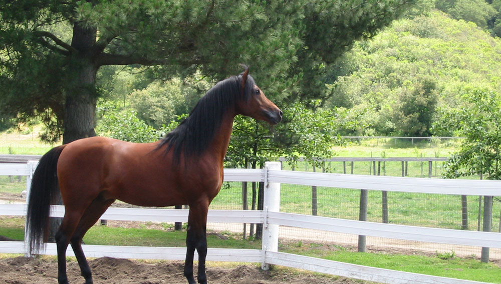 Horse Staring off into the Distance