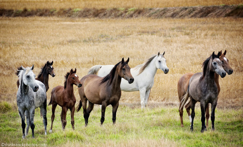 Herd of Arabian Horses