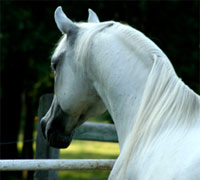 Arabian horse profile