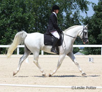 Arabian sport horse