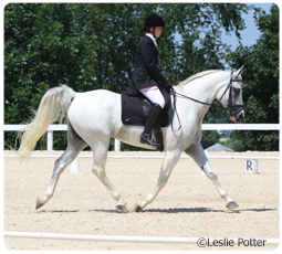 Arabian dressage