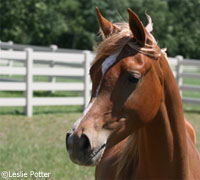 The Youth National Arabian and Half-Arabian Championship Horse Show will be held in New Mexico