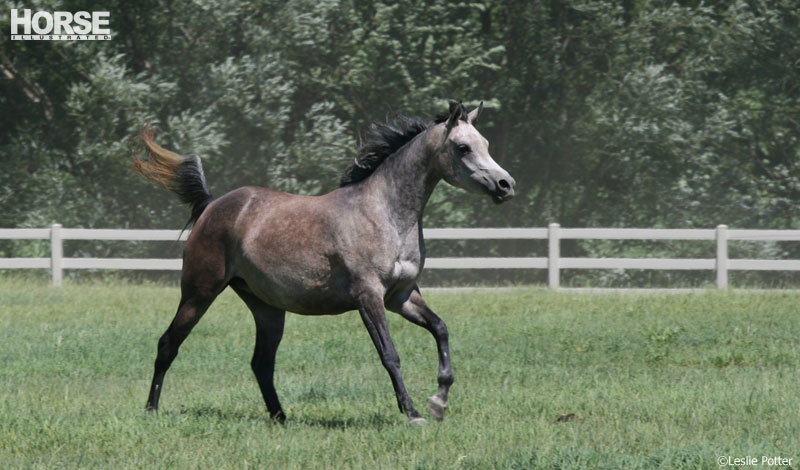 Arabian Arabian