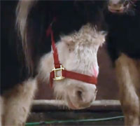 Rescued donkey in Arkansas